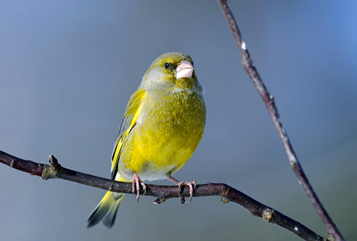 Zelené otazníky Ptáci ve městě a okolí - jak je chránit?